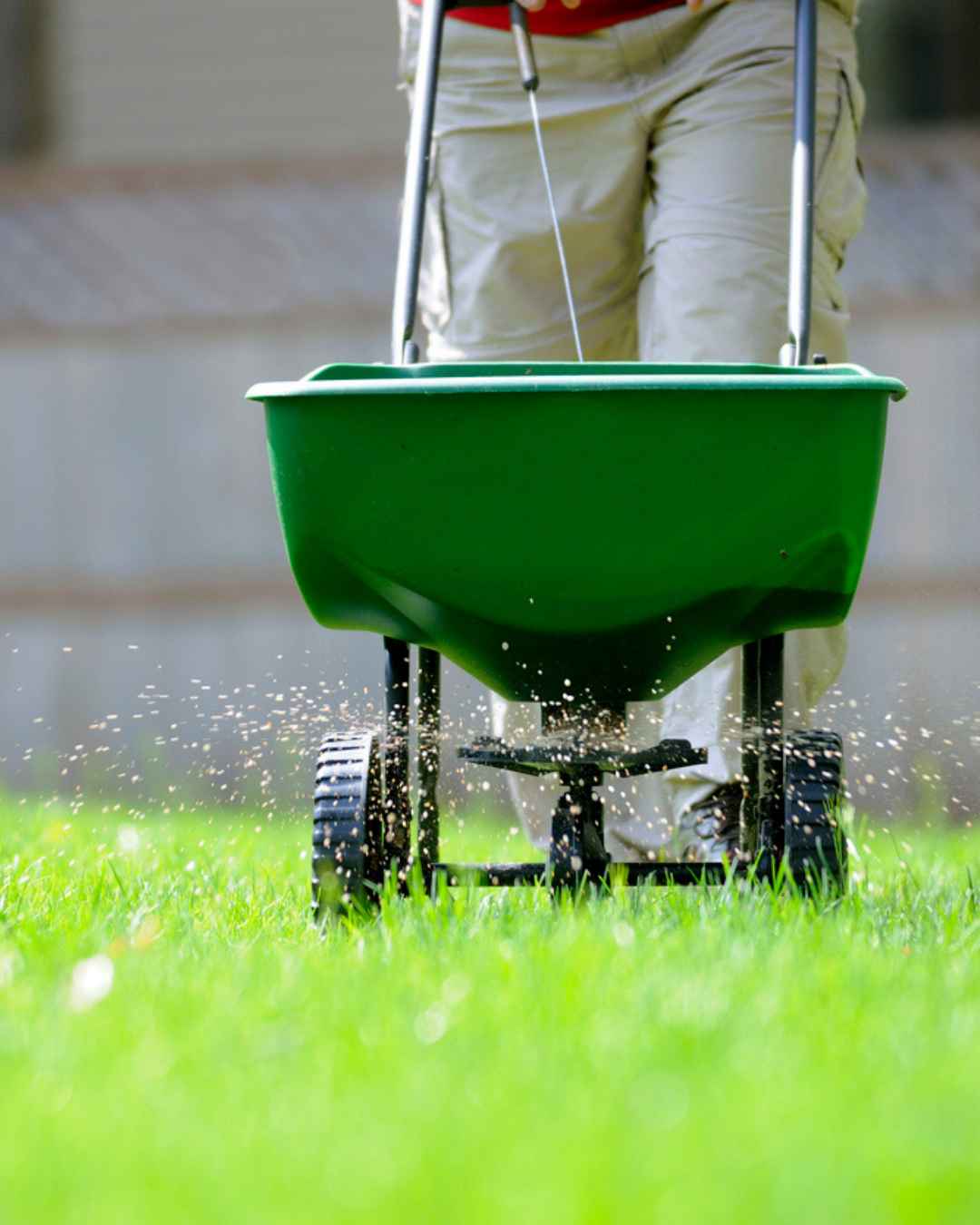 A man fertilizing his lawn